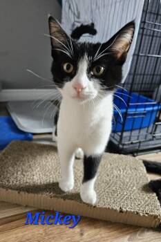 Mickey & Mouse -  Domestic Short Hair Cat for Adoption in Kitchener, Ontario - Mickey & Mouse | PetCurious