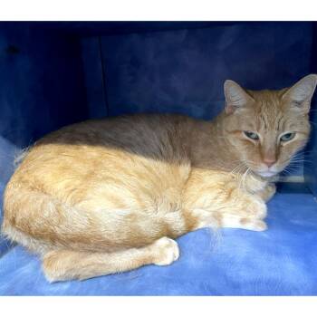 Toyota Prius -  Domestic Short Hair Cat for Adoption in Austin, Texas - Toyota Prius | PetCurious