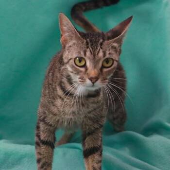 Scarlett -  Domestic Short Hair Cat for Adoption in Madisonville, Kentucky - Scarlett | PetCurious