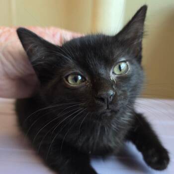 Snuggle -  Domestic Short Hair Cat for Adoption in Madisonville, Tennessee - Snuggle | PetCurious