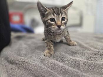 BASIN -  Domestic Short Hair Cat for Adoption in Antioch, California - BASIN | PetCurious