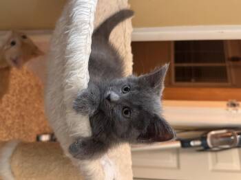 Ahina -  Domestic Short Hair Cat for Adoption in Bethel Park, Pennsylvania - Ahina | PetCurious