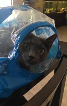 Ivan -  Domestic Short Hair Cat for Adoption in Phoenix, Arizona - Ivan | PetCurious