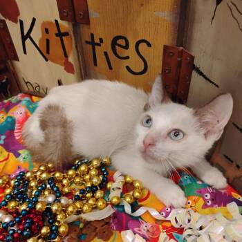 Rescue Siamese Cats for Adoption in Phoenix, Arizona - Vonn Taking Reservations Blu Eyes | PetCurious