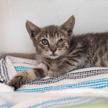 Haaland -  Domestic Short Hair Cat for Adoption in New York, New York - Haaland | PetCurious
