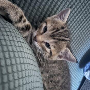 Angel -  Domestic Short Hair Cat for Adoption in Edwardsville, Illinois - Angel | PetCurious