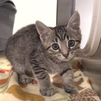 Elsa -  Domestic Short Hair Cat for Adoption in York, Pennsylvania - Elsa | PetCurious
