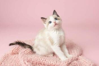 Snowshoe Cats Available for Adoption in Warner Robins, Georgia - Sams Club Pizza | PetCurious