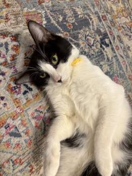 Blue Cheese -  Domestic Short Hair Cat for Adoption - Blue Cheese | PetCurious