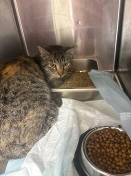 Domestic Short Hair Cats Available for Adoption - Basil | PetCurious