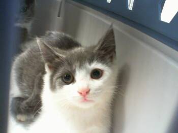 A1266154 -  Domestic Short Hair Cat for Adoption in Charlotte, North Carolina - A1266154 | PetCurious