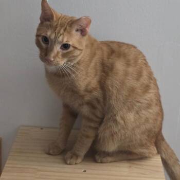Gizmo -  Domestic Short Hair Cat for Adoption in Ringtown, Pennsylvania - Gizmo | PetCurious