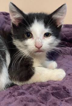 Aris -  Domestic Short Hair Cat for Adoption in Island Lake, Illinois - Aris | PetCurious