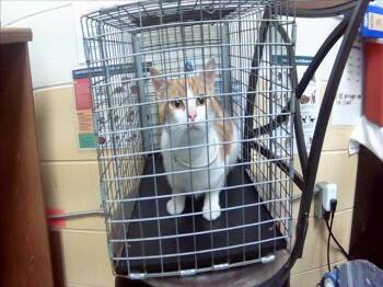 Domestic Short Hair Cats Available for Adoption in Tulsa, Oklahoma - PIP | PetCurious