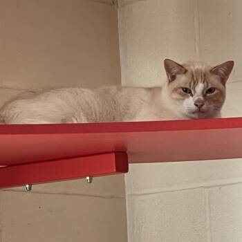 WALTER -  Siamese and Domestic Short Hair Cat for Adoption in Methuen, Massachusetts - WALTER | PetCurious