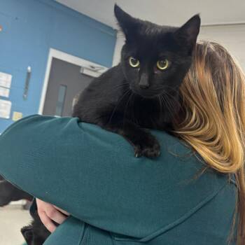 Domestic Short Hair Cats Available for Adoption in Indianapolis, Indiana - Lunita | PetCurious