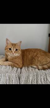Pumpkin -  American Shorthair Cat for Adoption in Midland, Michigan - Pumpkin | PetCurious