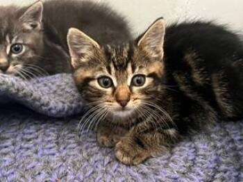 Samantha -  Tabby and Domestic Short Hair Cat for Adoption in Oradell, New Jersey - Samantha | PetCurious
