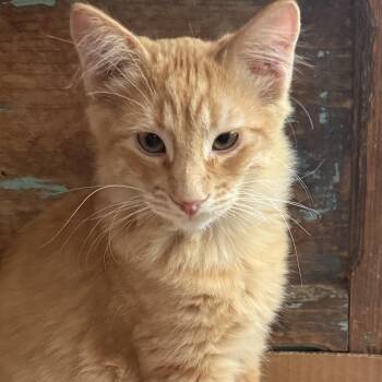 Redford -  Domestic Medium Hair Cat for Adoption in Santa Fe, New Mexico - Redford | PetCurious