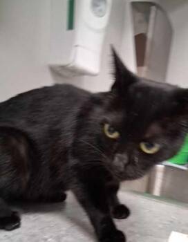 Binx -  Domestic Short Hair Cat for Adoption in Sevierville, Tennessee - Binx | PetCurious