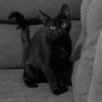 Rescue Domestic Short Hair Cats for Adoption in Grantsville, Utah - Luka | PetCurious