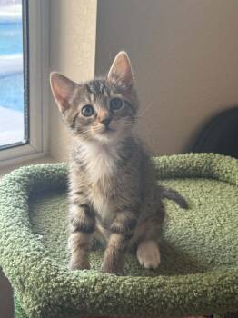 Harmony 2 -  Domestic Short Hair Cat Available for Adoption in Tucson, Arizona - Harmony 2 | PetCurious