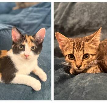 Rescue Domestic Short Hair Cats for Adoption in Antioch, California - Callie & Lexi (Bonded Pair) | PetCurious