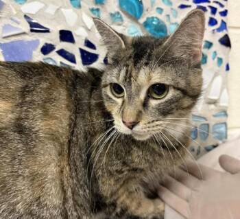DIONYSUS -  Domestic Short Hair Cat for Adoption in Pensacola, Florida - DIONYSUS | PetCurious