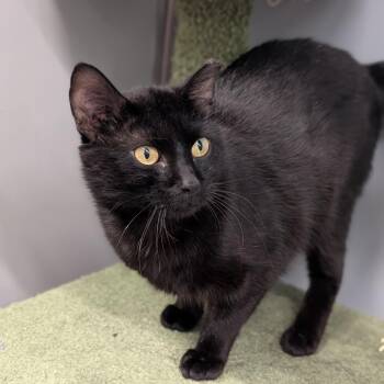 Domestic Short Hair Cats Available for Adoption in Cape Girardeau, Missouri - Absalon | PetCurious
