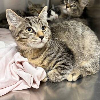 Tai -  Domestic Short Hair Cat for Adoption in Westminster, California - Tai | PetCurious