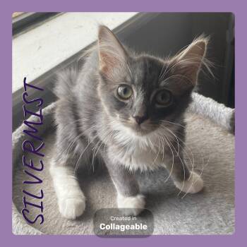 SILVERMIST -  Tabby Cat for Adoption in Lawton, Oklahoma - SILVERMIST | PetCurious