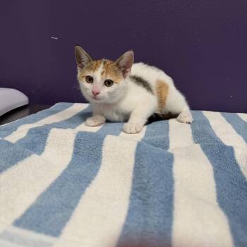 Domestic Short Hair Cats Available for Adoption in Englewood, Florida - Rishi | PetCurious