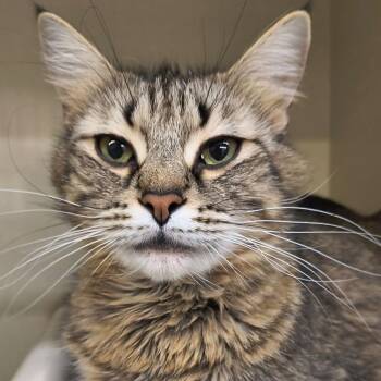 Ophelia -  Domestic Medium Hair Cat for Adoption in Saint Marys, Pennsylvania - Ophelia | PetCurious