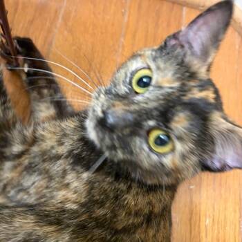 Domestic Short Hair Cats Available for Adoption - Mocha | PetCurious