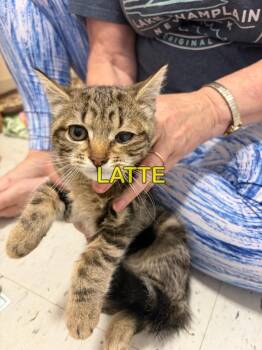 Latte -  Domestic Medium Hair Cat for Adoption in Plattsburgh, New York - Latte | PetCurious