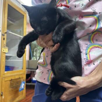Brock -  Domestic Short Hair Cat for Adoption in Buffalo, New York - Brock | PetCurious
