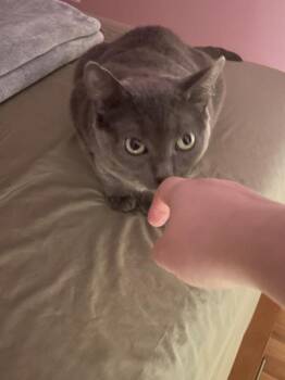 Pixie -  Domestic Short Hair Cat for Adoption - Pixie | PetCurious
