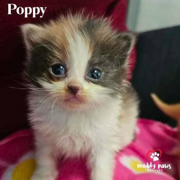 Domestic Long Hair Cats Available for Adoption in Council Bluffs, Iowa - Tea Garden Litter: Poppy | PetCurious