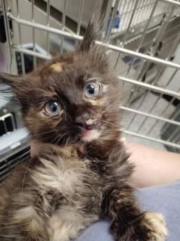 Tater -  Domestic Long Hair and American Bobtail Cat for Adoption in Republic, Missouri - Tater | PetCurious