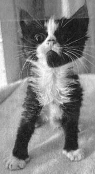 Shada -  Domestic Short Hair Cat Available for Adoption - Shada | PetCurious