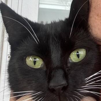 Mermaid -  Domestic Short Hair Cat for Adoption in Pekin, Illinois - Mermaid | PetCurious