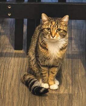 Stella Watson -  Torbie and Domestic Short Hair Cat for Adoption in Chandler, Arizona - Stella Watson | PetCurious