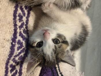 Domestic Short Hair Cats Available for Adoption in Hudson, New York - Madsen | PetCurious