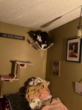 Domestic Short Hair Cats Available for Adoption - Rocco | PetCurious