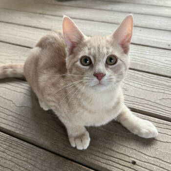 Rescue Domestic Short Hair Cats for Adoption in Abingdon, Maryland - 1125-98 Pumpkin | PetCurious