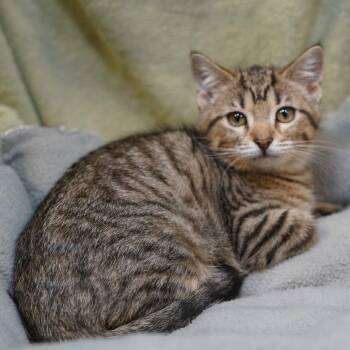Tabby and Domestic Short Hair Cats Available for Adoption in Garland, Texas - Dawn | PetCurious