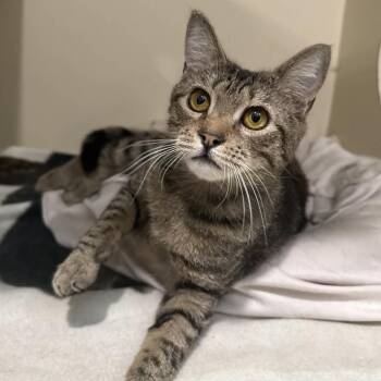 Domestic Short Hair and Tabby Cats Available for Adoption - Nedd | PetCurious