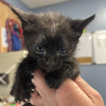 Domestic Short Hair Cats Available for Adoption in Saint Joseph, Missouri - Jewell | PetCurious