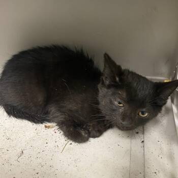 71590 -  Domestic Short Hair Cat for Adoption in Harrisonburg, Virginia - 71590 | PetCurious