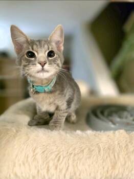 Miles Morales -  Domestic Short Hair Cat for Adoption in Lincoln, Nebraska - Miles Morales | PetCurious